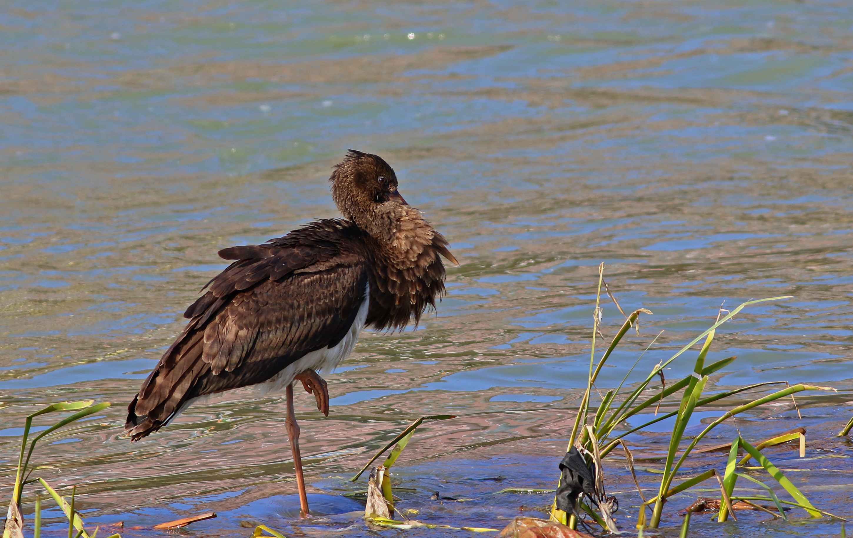 Black Stork